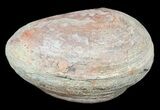 Triassic Fossil Fish In Nodule (Pos/Neg) - Madagascar #53663-3